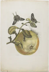 Swallowtails and Great Yellow Fruit